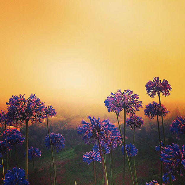 African_lilies_Madeira