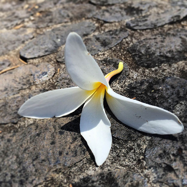 Flower_on_the_Road