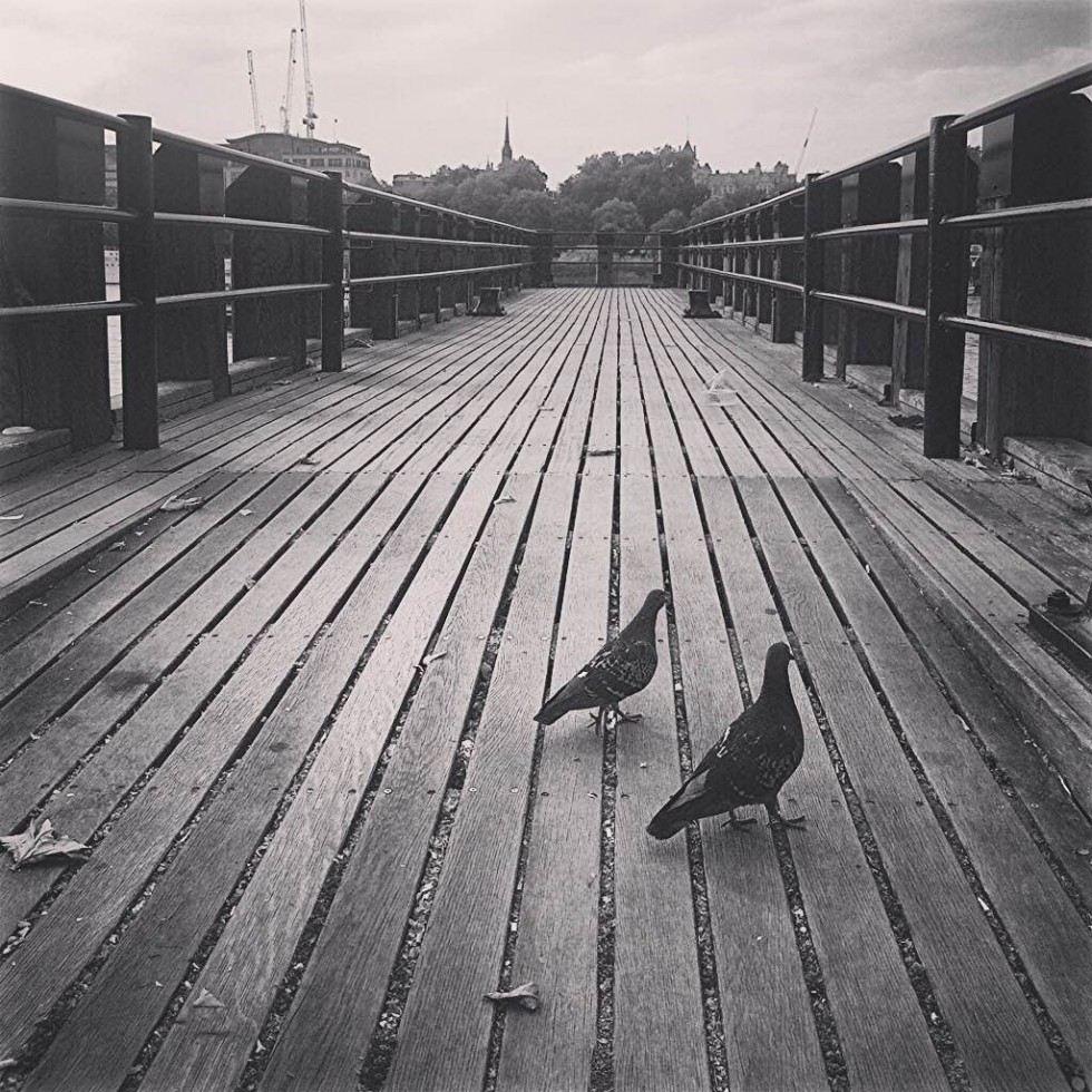 Pigeons of London